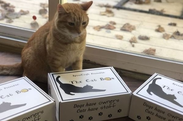the-cat-box