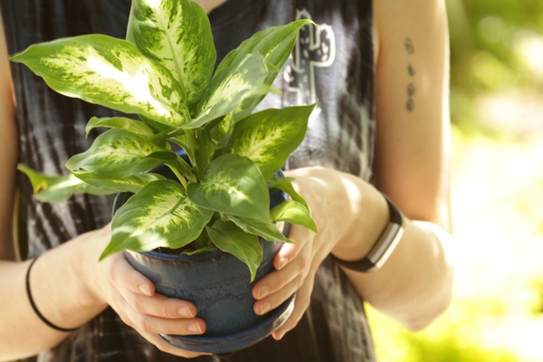 the-plant-club