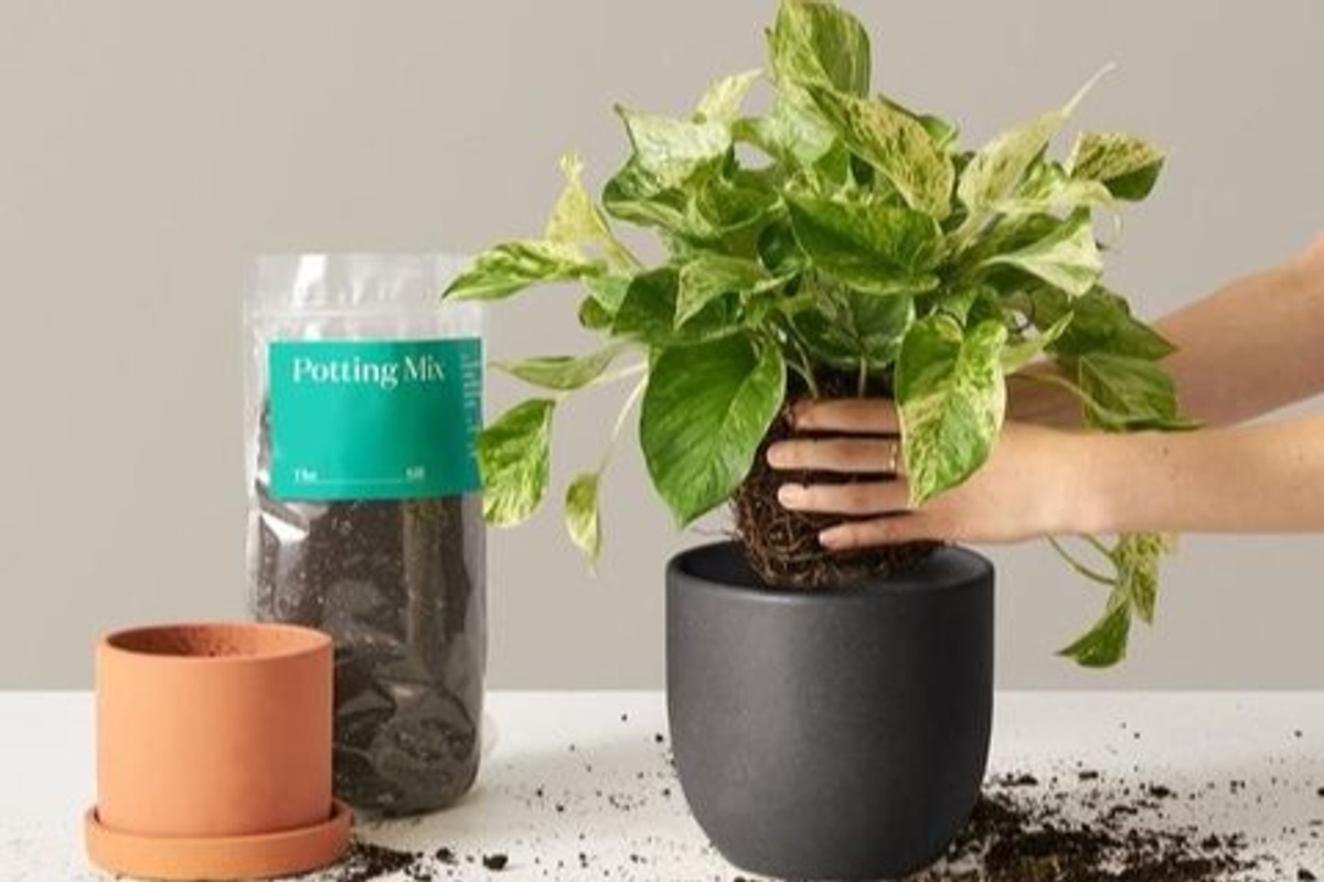 Plant of the Month Cratejoy