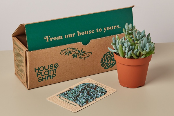 House Plant Box