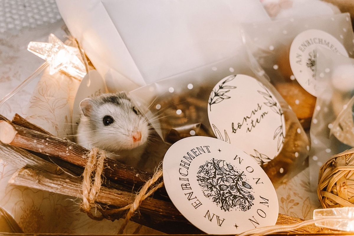 hamster box subscription