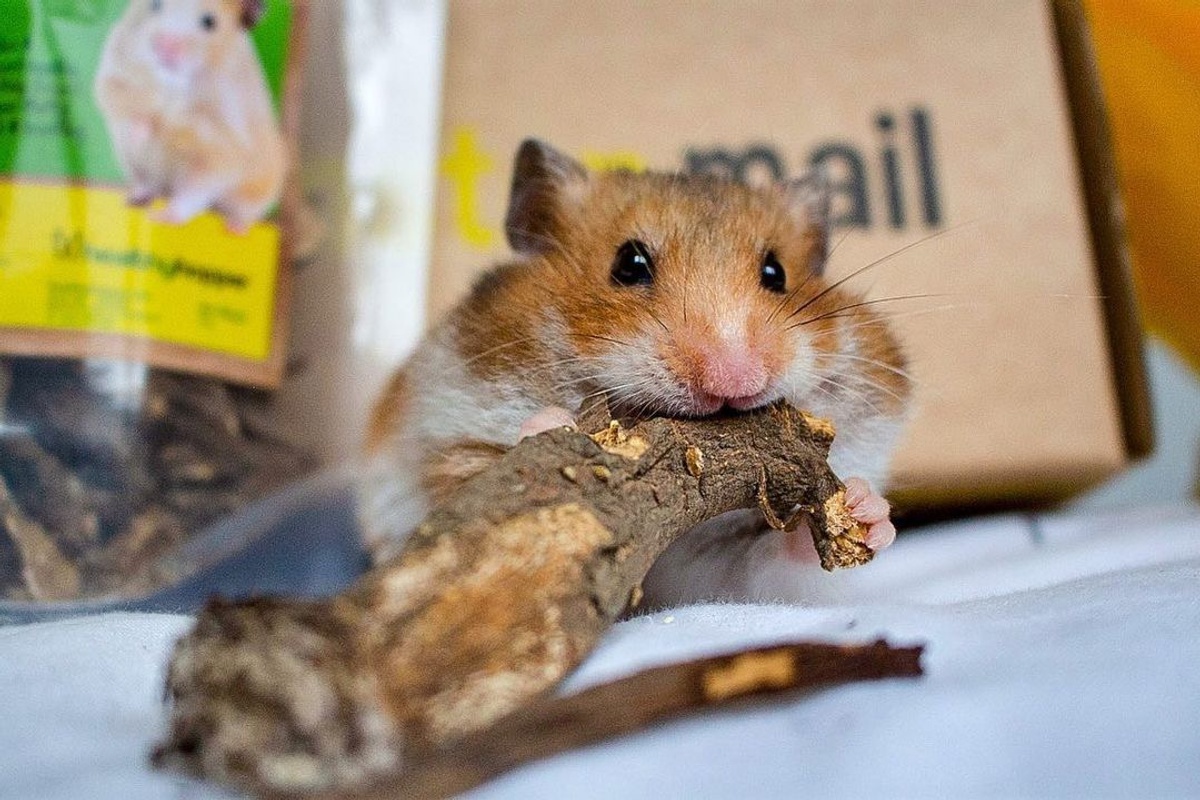 hamster box subscription