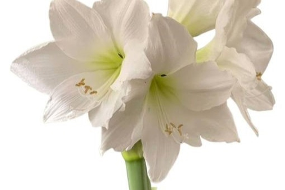 Seasonal Waxed Amaryllis Bulbs No water or soil needed Seasonal