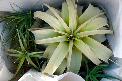 Air Plants Monthly